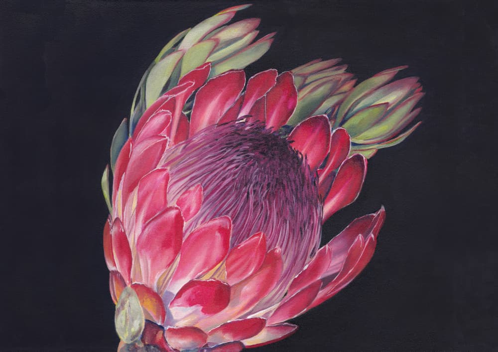Vibrant King Protea by Viccy Wanliss — canvas wall art