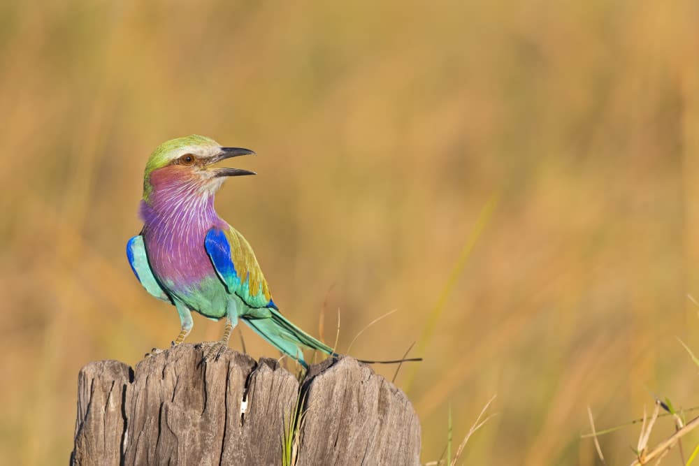 Vibrant Lilac Roller by Marco Pozzi — canvas wall art