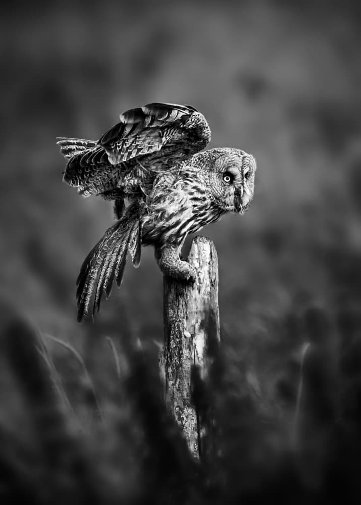 Great Gray Owl Perch by Annie Poreider — canvas wall art