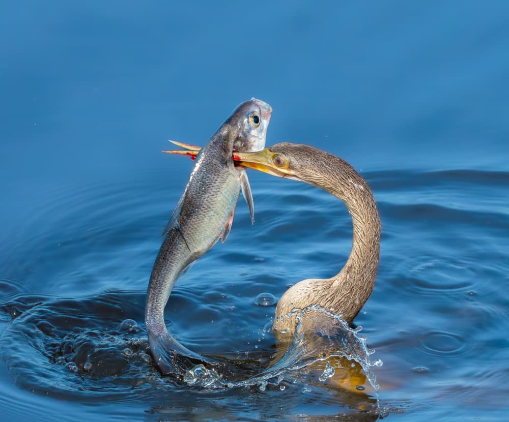 Anhinga's Big Catch by Kayanti Kootz — canvas wall art