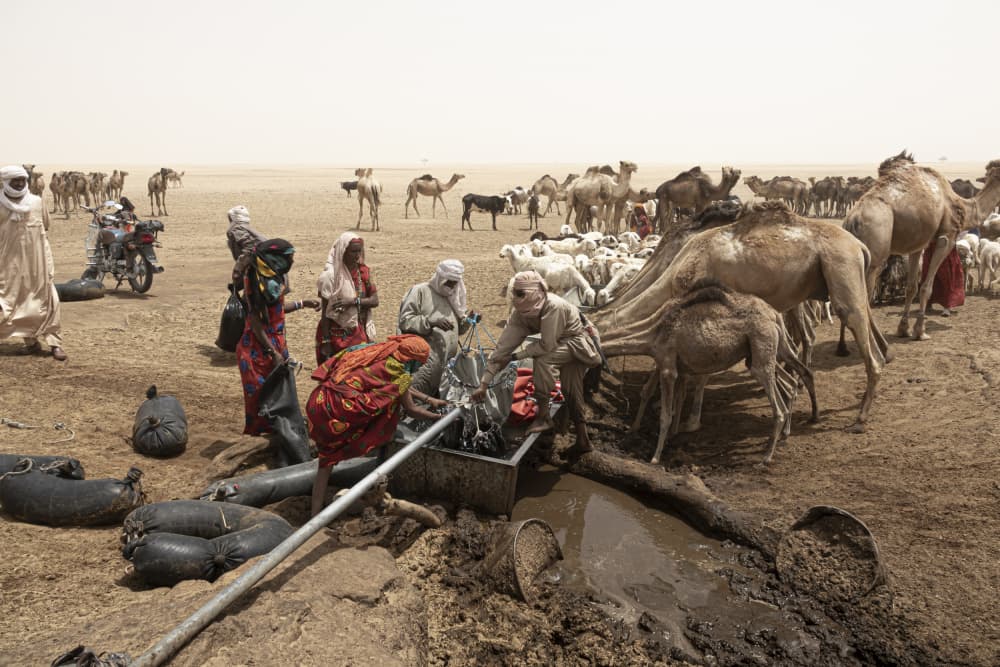 Desert Nomads Watering Camels by Elena Molina — canvas wall art