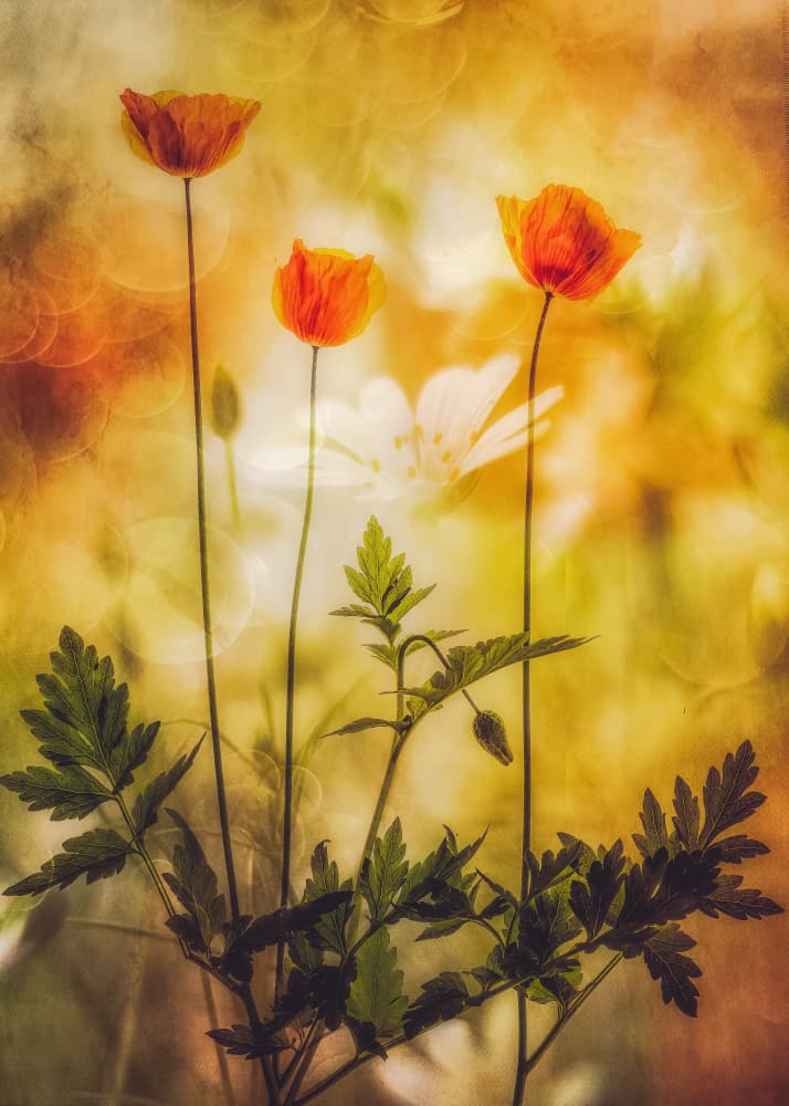 Golden Poppies Dream by Hilda van der Lee — canvas wall art