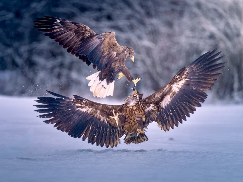 Winter Eagle Clash by Ricardo Gayan — canvas wall art
