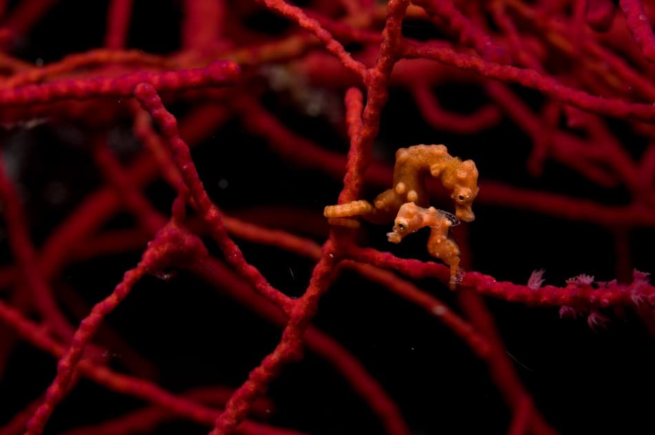 Pygmy Seahorses on Coral by Alexander Safonov — canvas wall art
