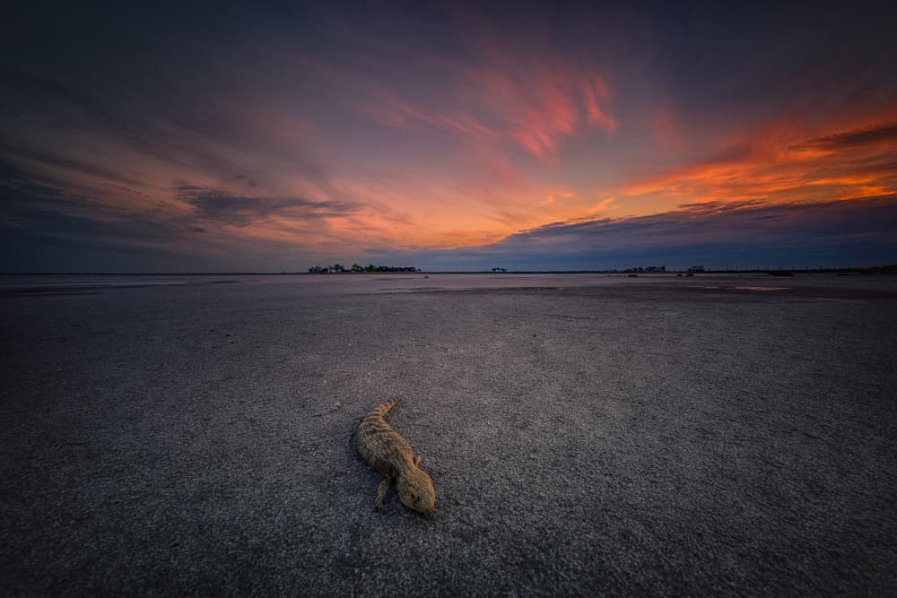 Dried Lizard Sunset by James Zhen Yu — canvas wall art