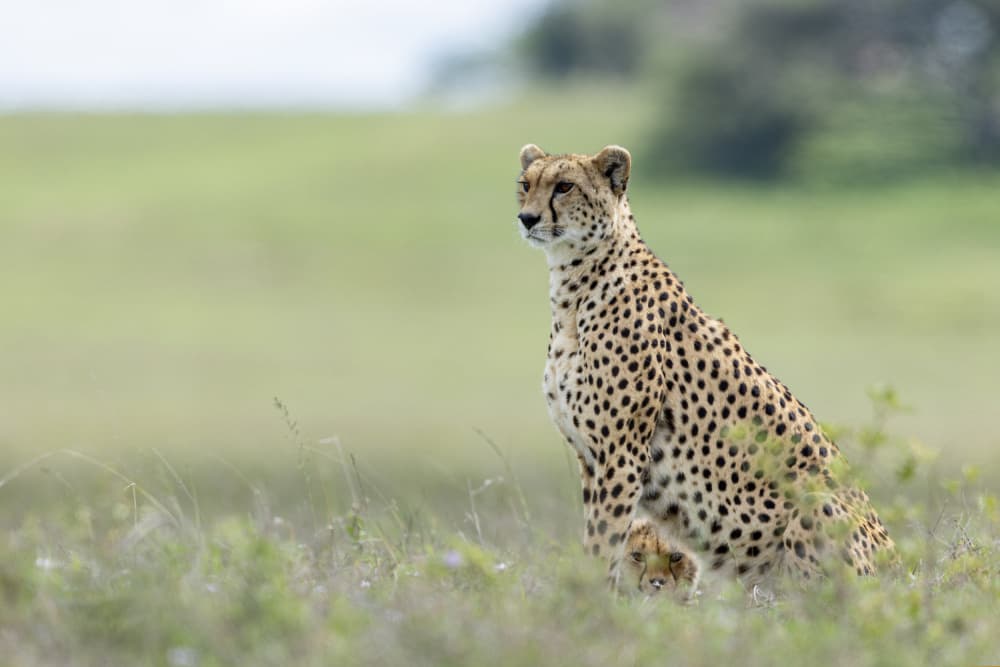 Alert African Cheetah by Alessandro Catta — canvas wall art