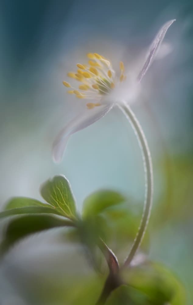 Delicate Spring Bloom by Heidi Westum — canvas wall art