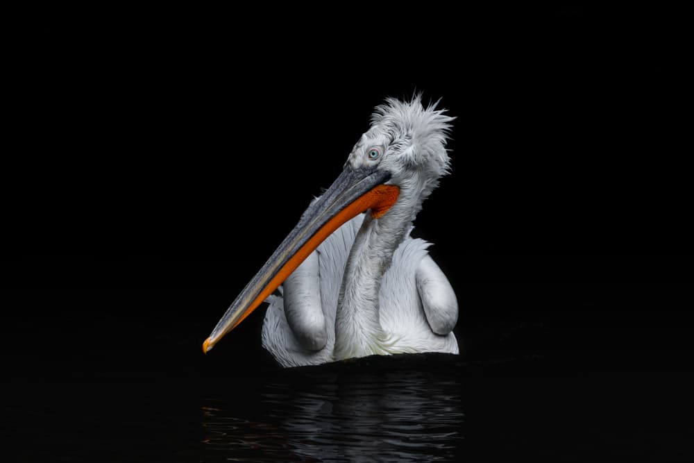 White Pelican Portrait by Natalia Rublina — canvas wall art
