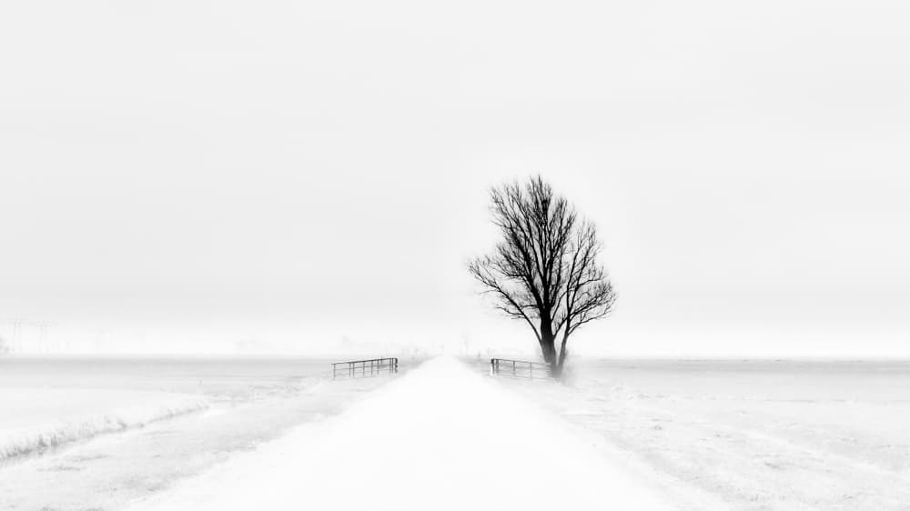 Lone Winter Tree by Jacob Tuinenga — canvas wall art