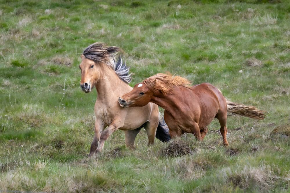 Playful Wild Horses by Mark Strom — canvas wall art