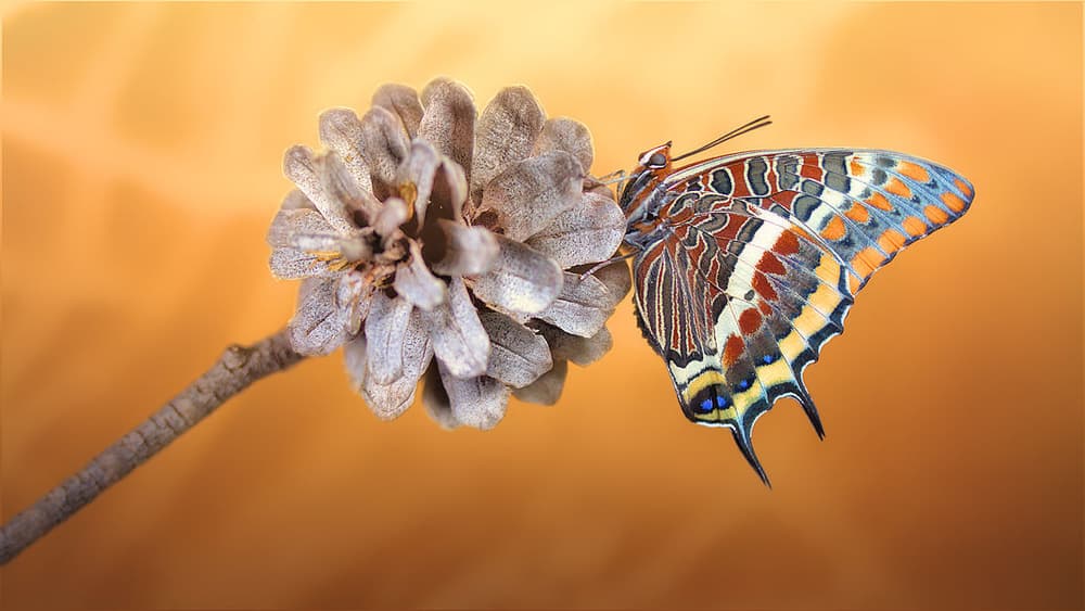 Colorful Butterfly on Pinecone by Jimmy Hoffman — canvas wall art