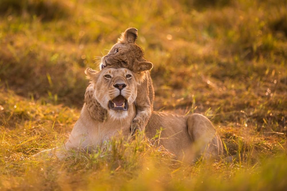 Playful Lioness And Cub by Mohammed Alnaser — canvas wall art