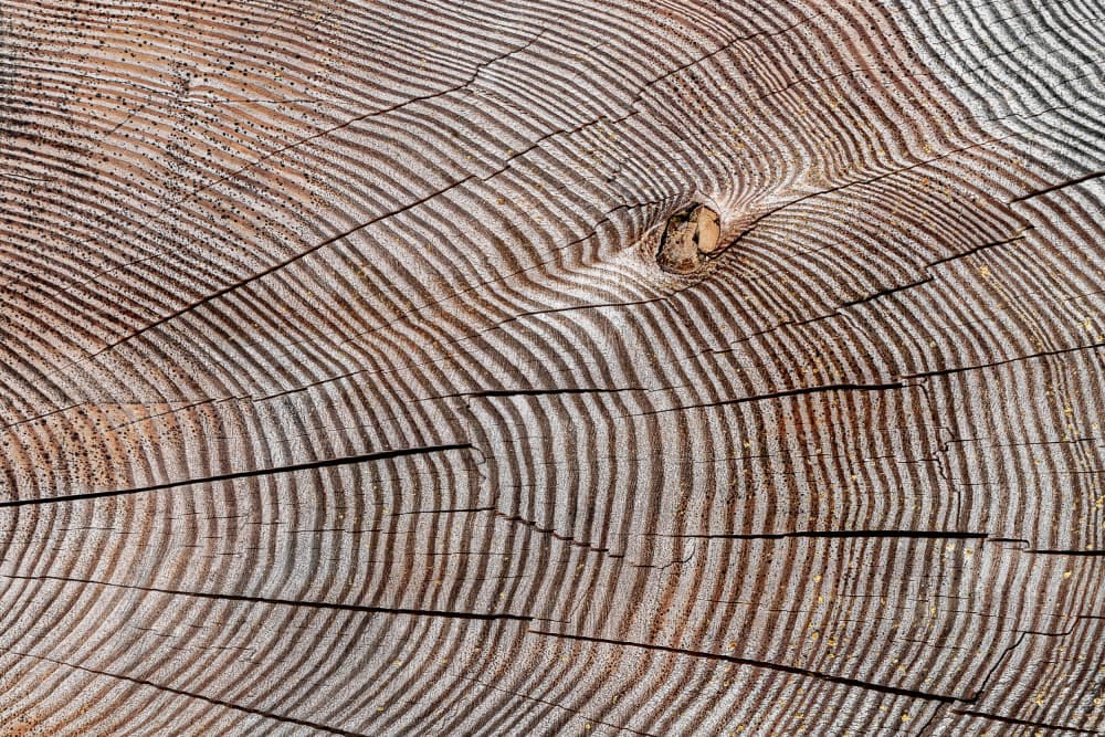 Natural Tree Rings by Markus Auerbach — canvas wall art