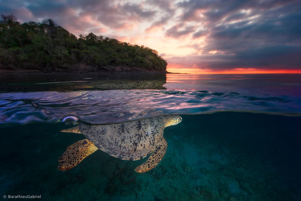 Tropical Sunset Turtle by Barathieu Gabriel — canvas wall art