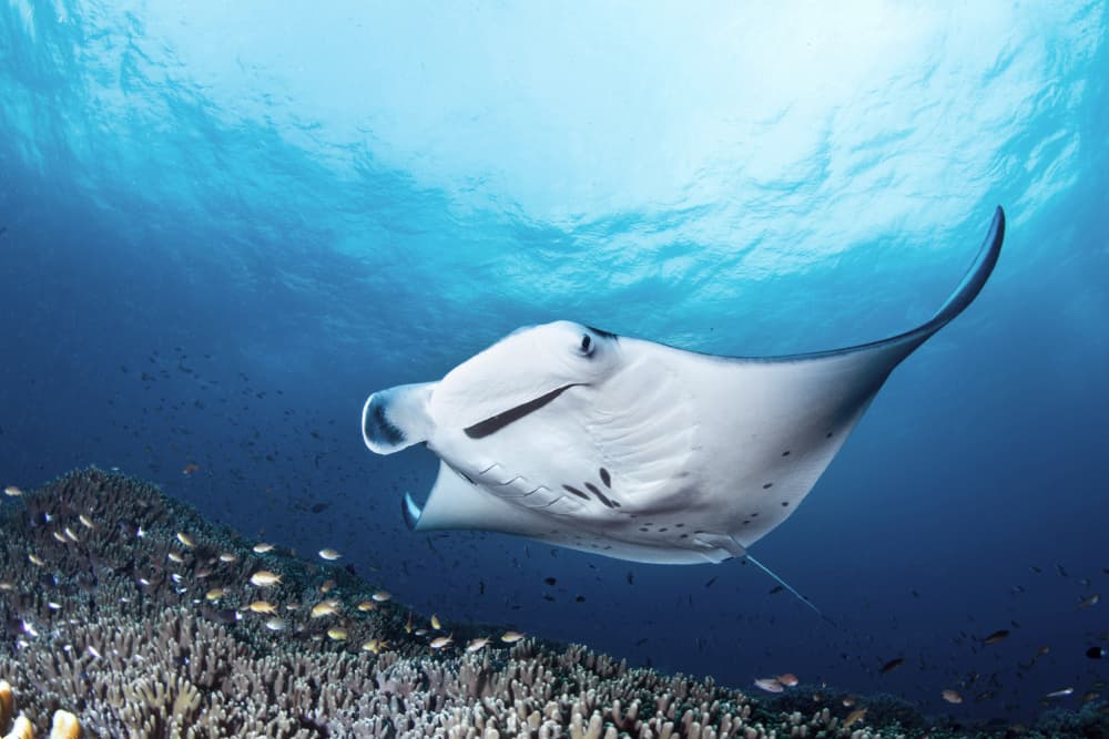 Manta Ray Reef Swim by Cédric Péneau — canvas wall art