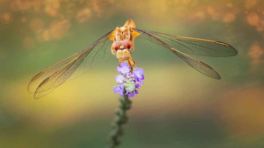 Vibrant Dragonfly on Bloom by Gustavo Ribes — canvas wall art
