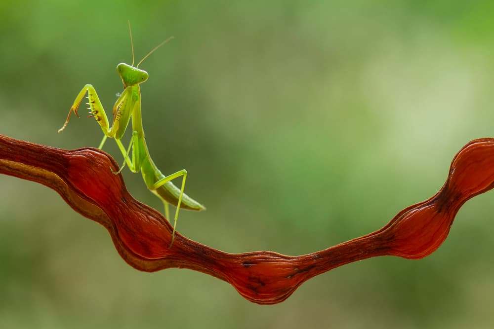 Green Mantis Watch by Abdul Gapur Dayak — canvas wall art