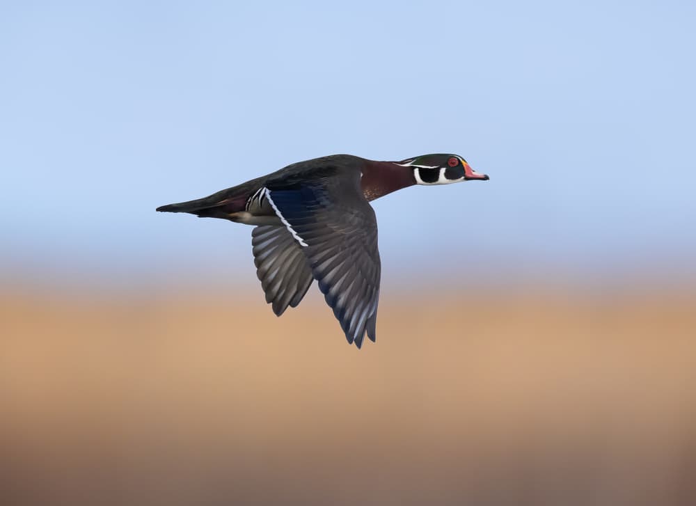 Vibrant Wood Duck In Flight by Tony Xu — canvas wall art