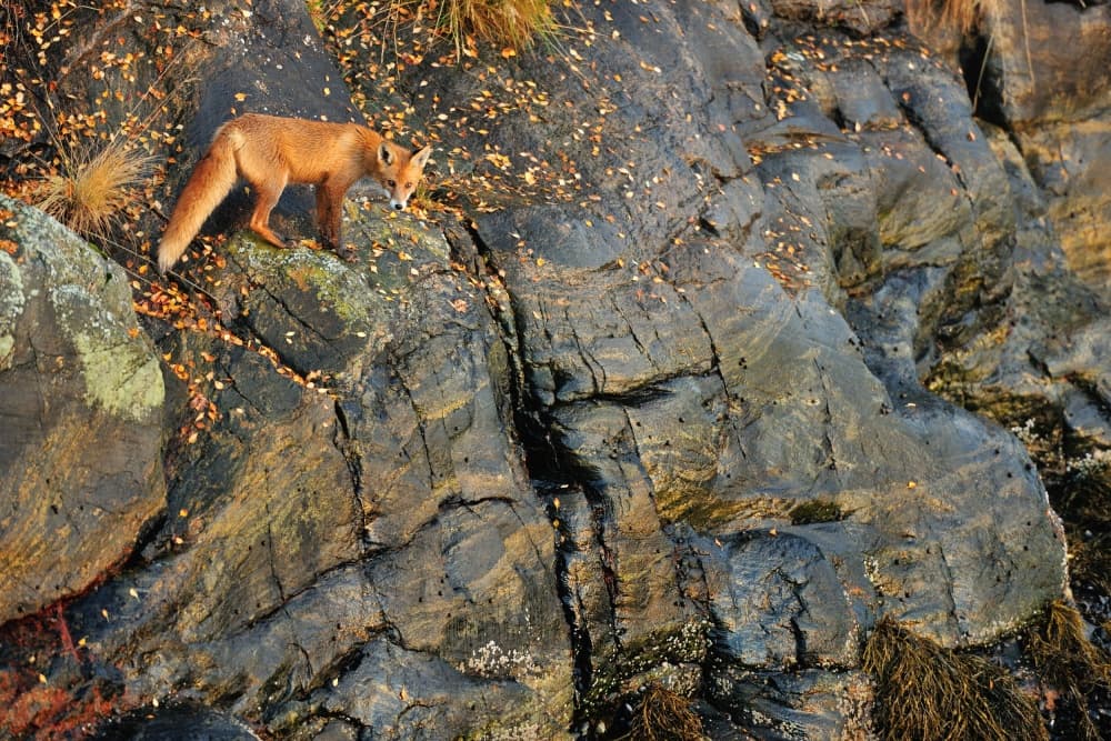 Red Fox On Autumn Rocks by Yves Adams — canvas wall art