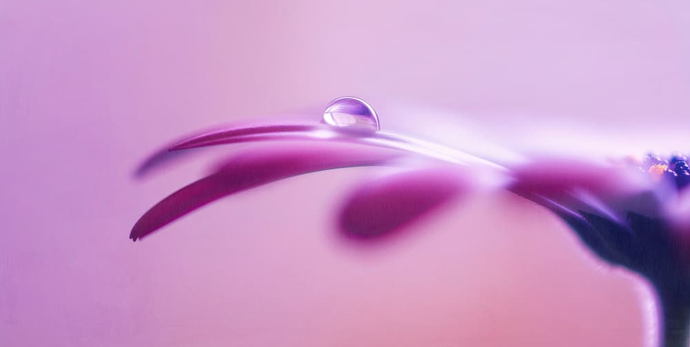 Purple Petal Dew by Treechild — canvas wall art