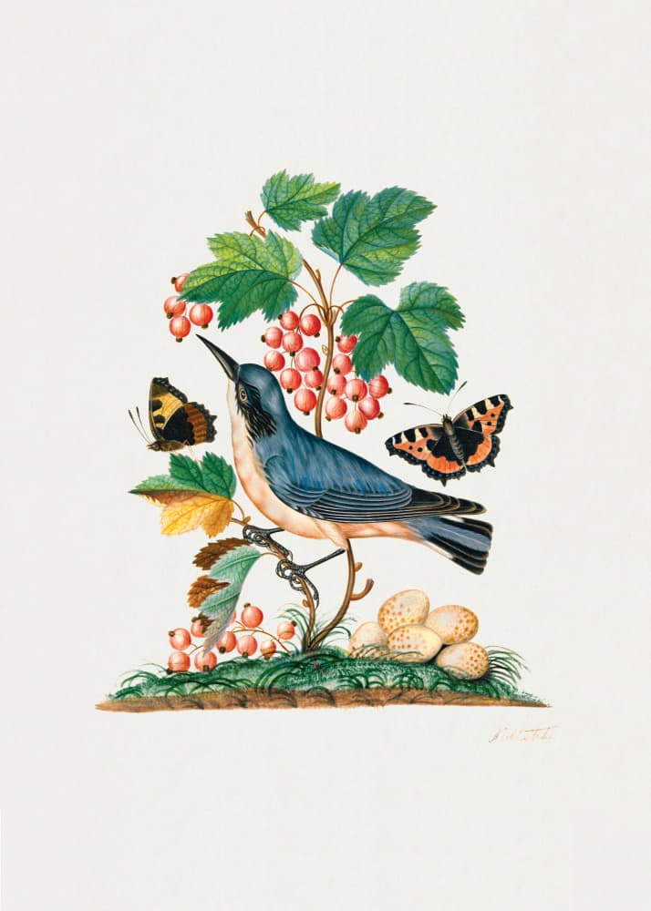 Subalpine Warbler by James Bolton — canvas wall art