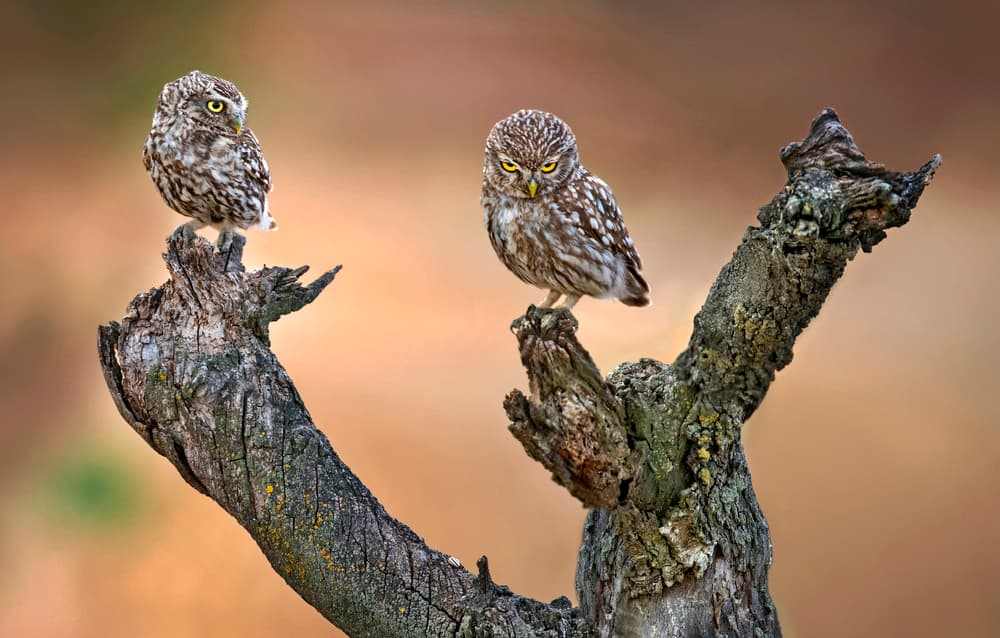 Watchful Little Owls by Xavier Ortega — canvas wall art