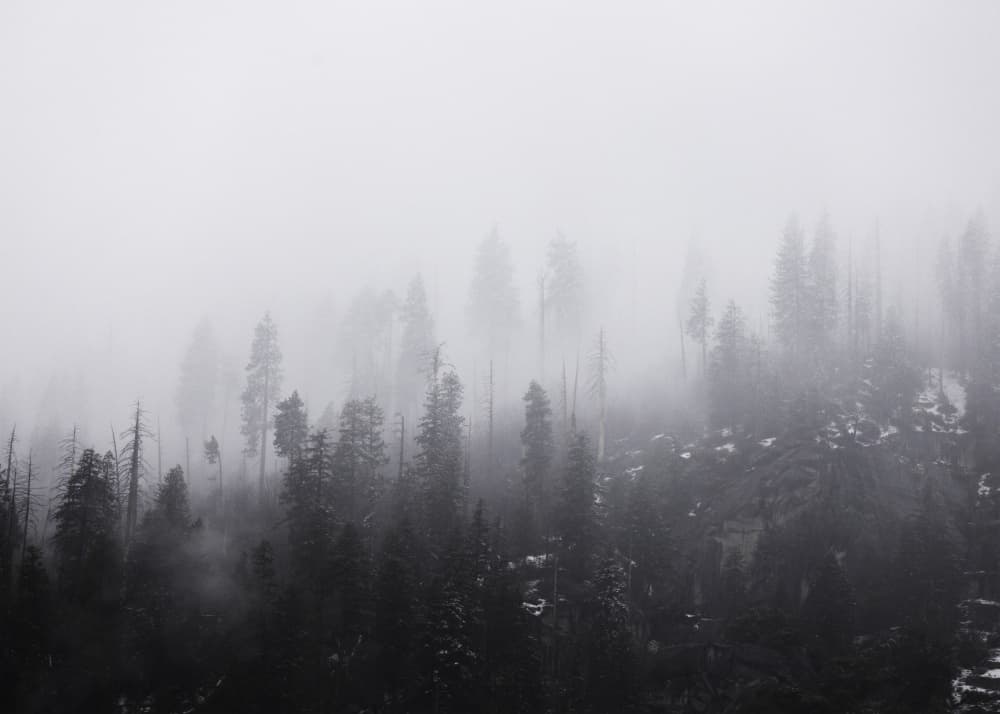 Mysterious Misty Forest by Christian Lindgren — canvas wall art