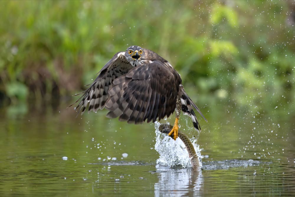 Raptor's Dramatic Catch by Gavin Lam — canvas wall art