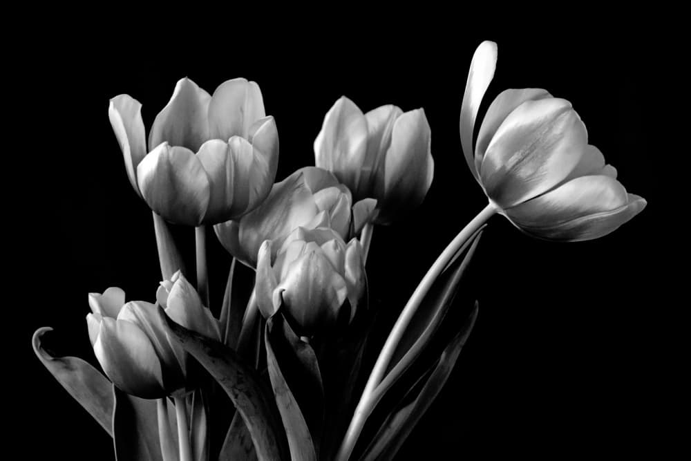 Elegant Monochrome Tulips by Leanne Lei — canvas wall art
