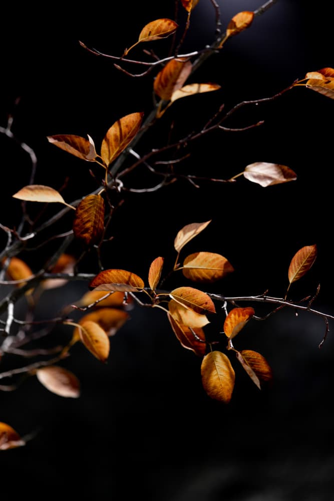 Autumn Leaves 15 by Mareike Böhmer — canvas wall art