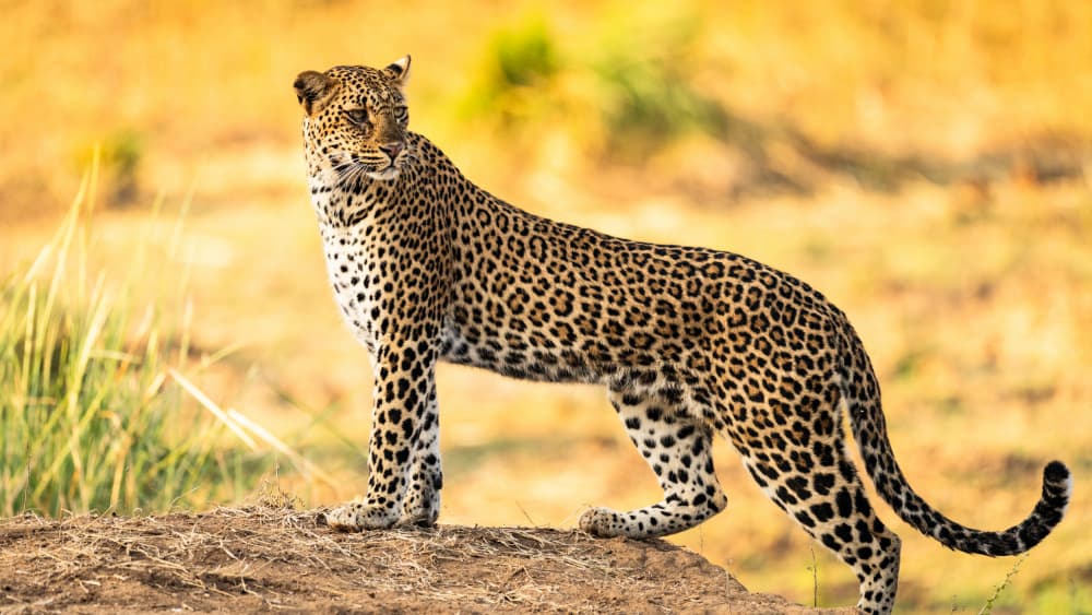 Watchful Leopard by Shobhit Chawla — canvas wall art