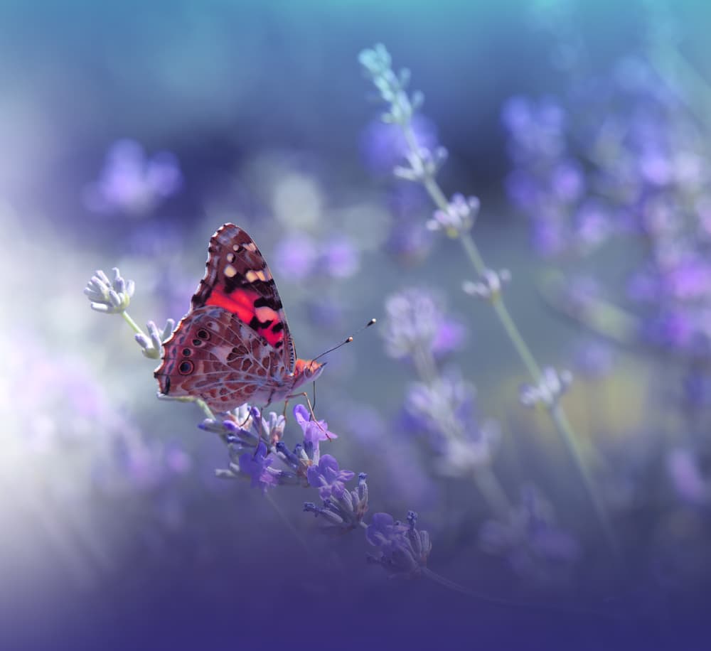 Delicate Lavender Butterfly by Juliana Nan — canvas wall art