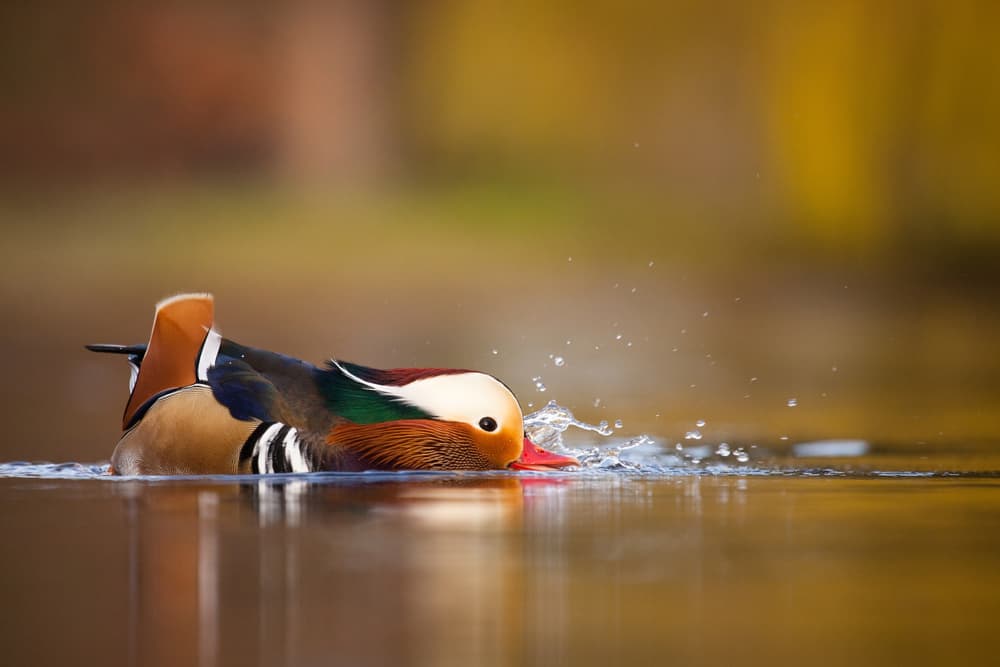 Mandarin Duck Splash by Robert Adamec — canvas wall art
