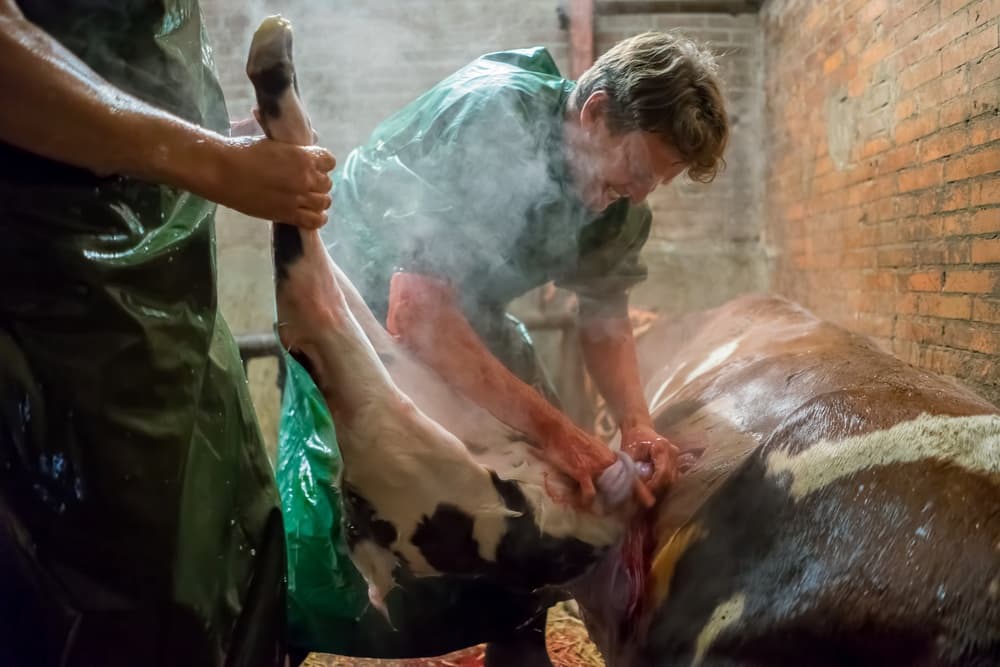 Farmer Assists Calf Birth by Gert van den Bosch — canvas wall art