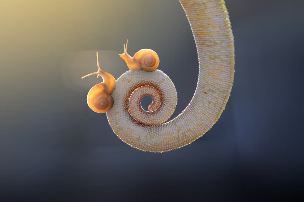 Golden Snails Spiral by Andri Priyadi — canvas wall art