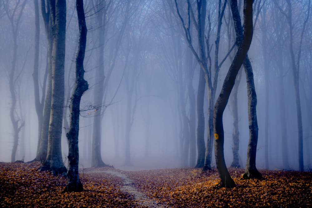Misty Autumn Path by Vio Oprea — canvas wall art