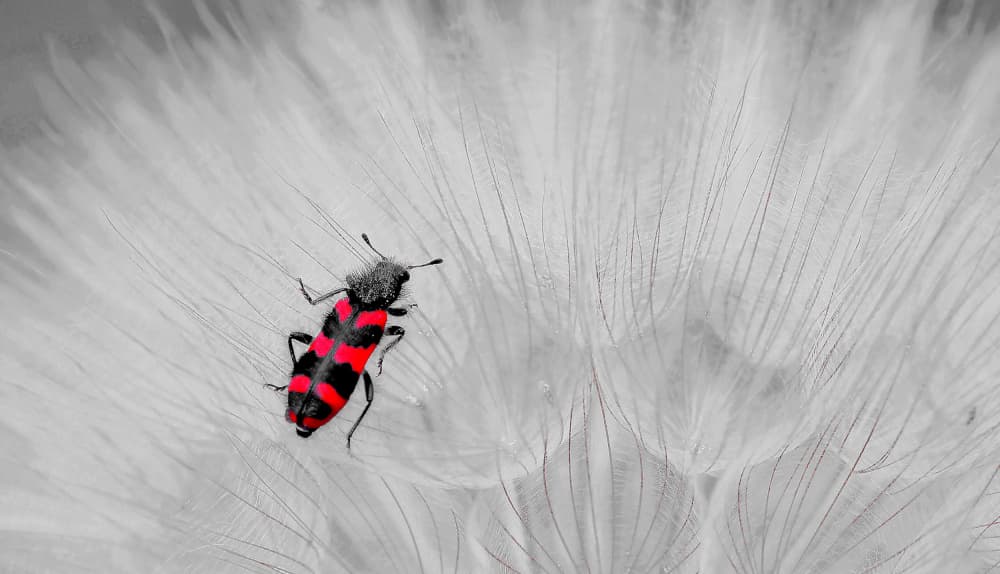 Red Striped Beetle by Thierry Dufour — canvas wall art