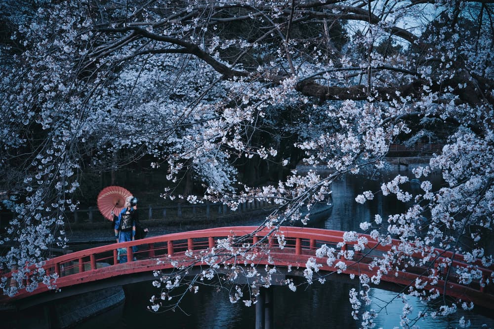 Sakura Bridge Serenity by KOIKI — canvas wall art