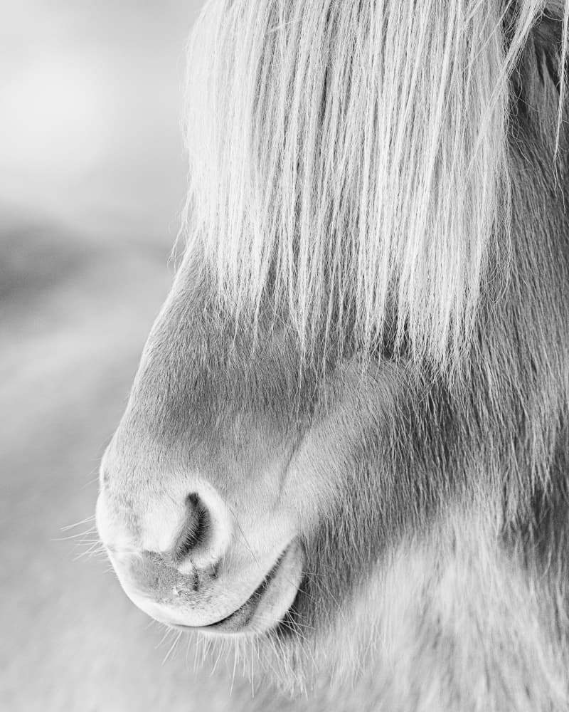 Gentle Horse Portrait by Bragi Kort — canvas wall art