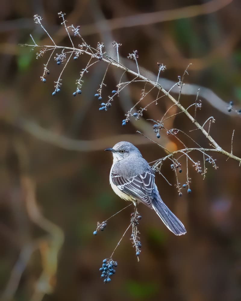 Mockingbird on Berries by Xiao Cai — canvas wall art