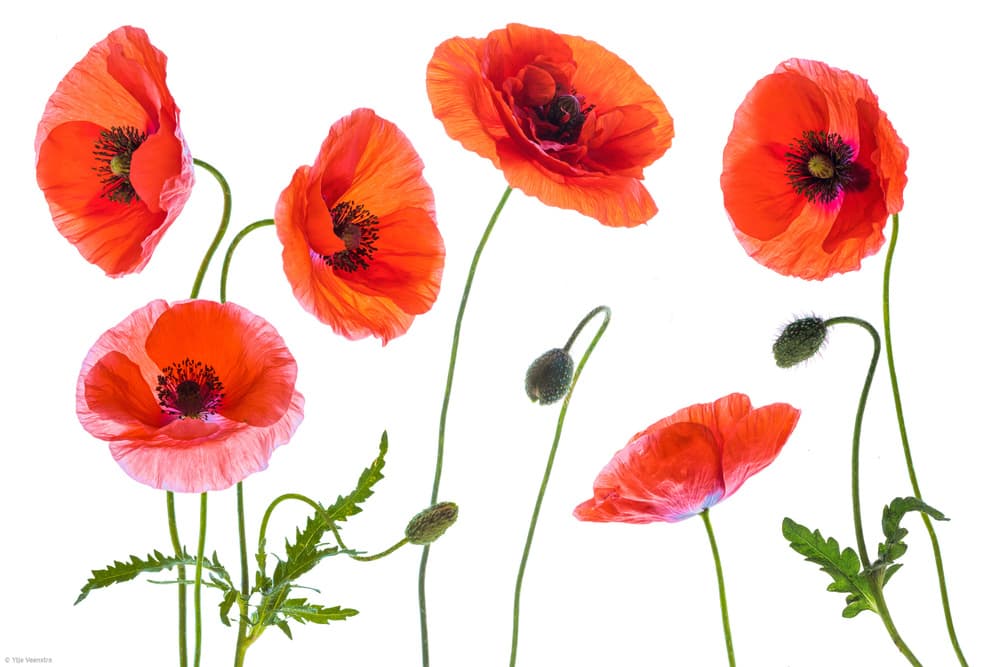 Vibrant Red Poppies by Ytje Veenstra — canvas wall art