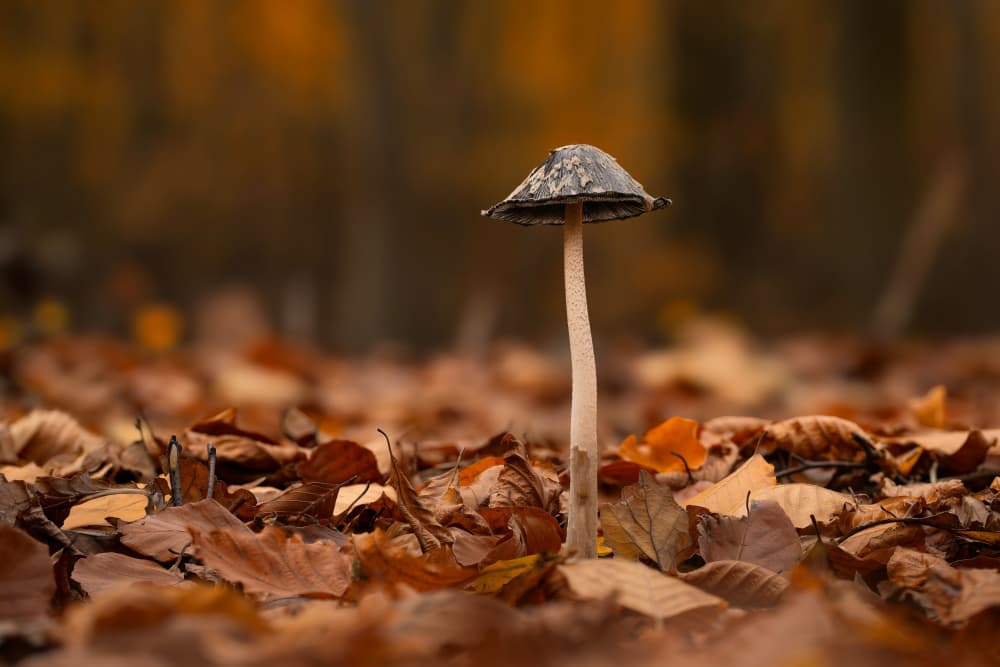 Autumn Forest Mushroom by Norbert Maier — canvas wall art