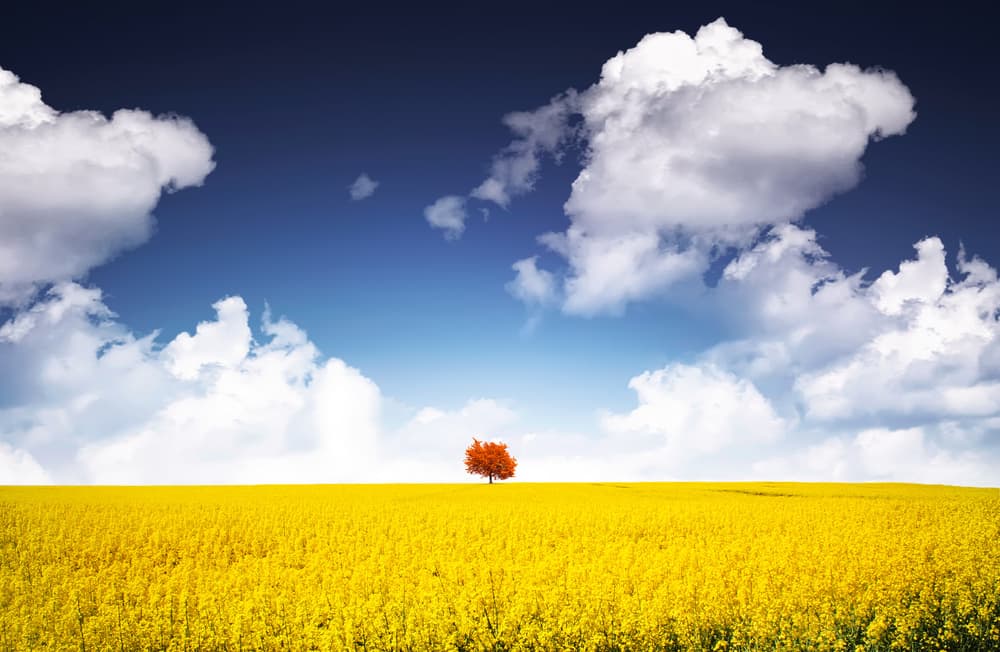 Lone Tree Golden Field by Bess Hamiti — canvas wall art