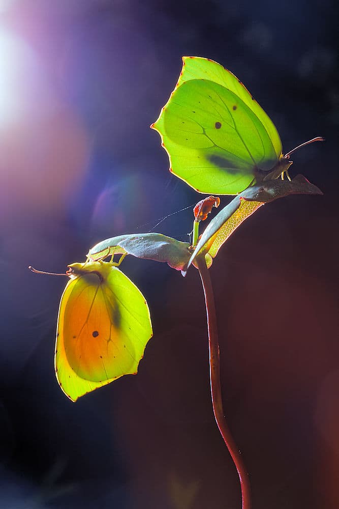 Vibrant Glowing Butterflies by Jimmy Hoffman — canvas wall art