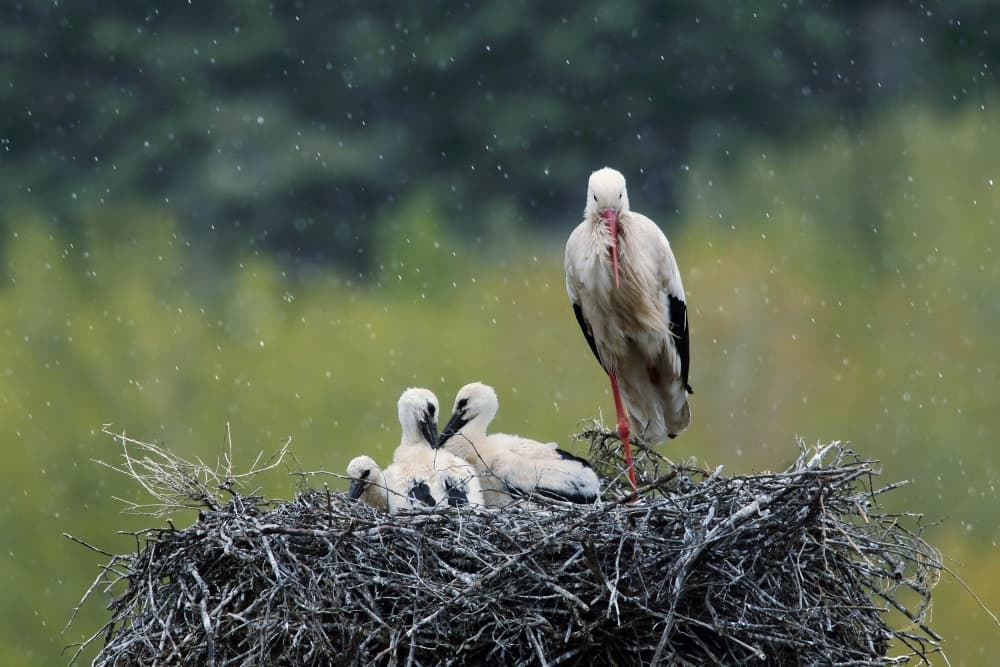 Stork Family In Rain by Nicolás Merino — canvas wall art