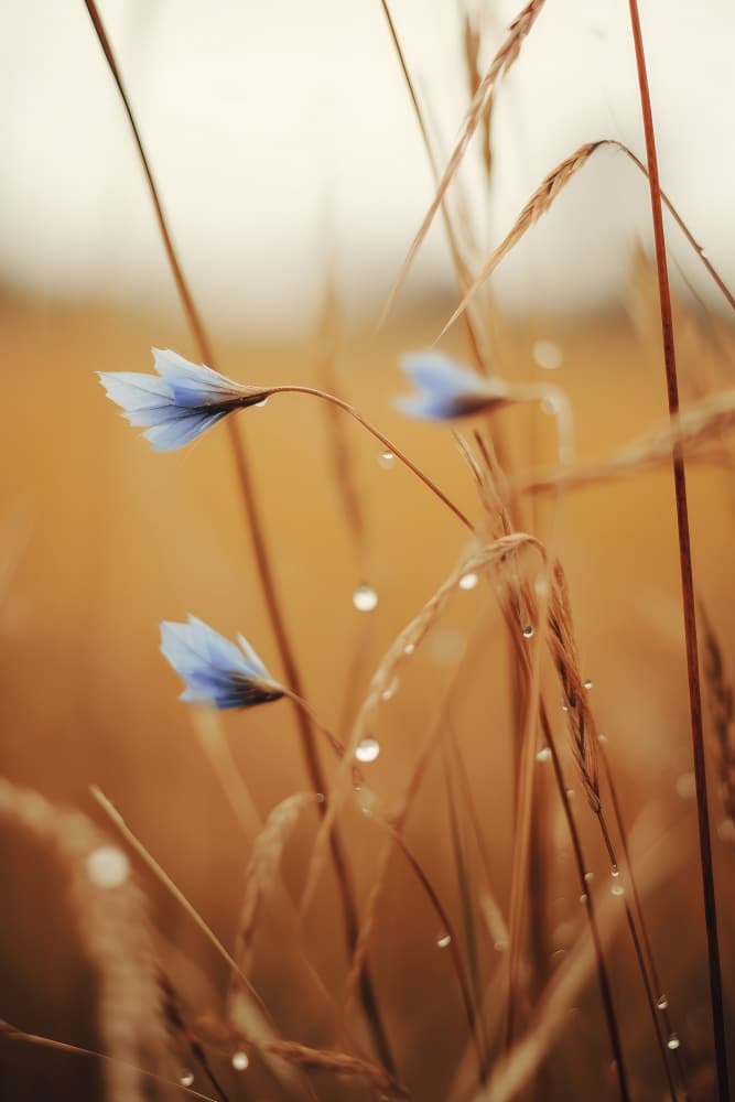 Blue Blooms at Dawn by Treechild — canvas wall art
