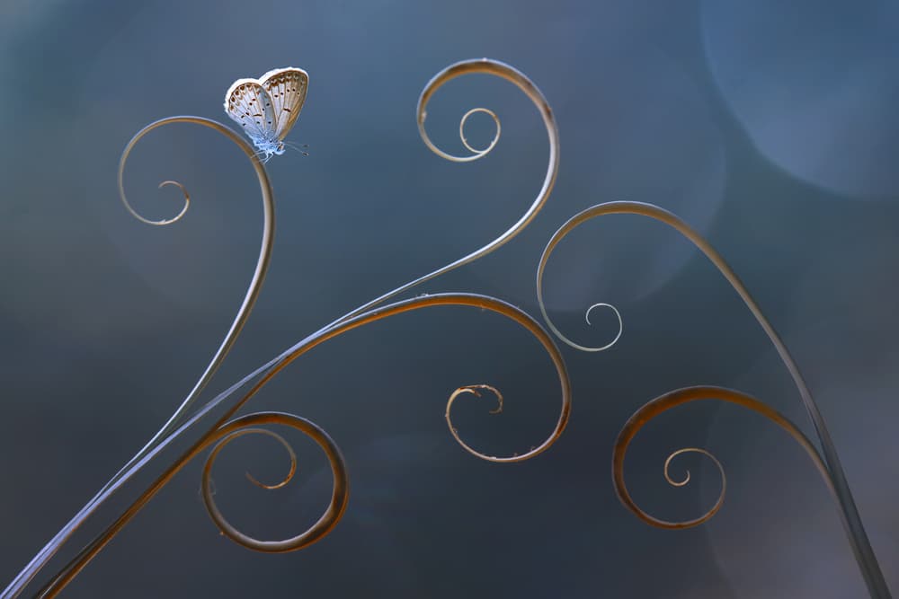 Graceful Butterfly Curls by Edy Pamungkas — canvas wall art