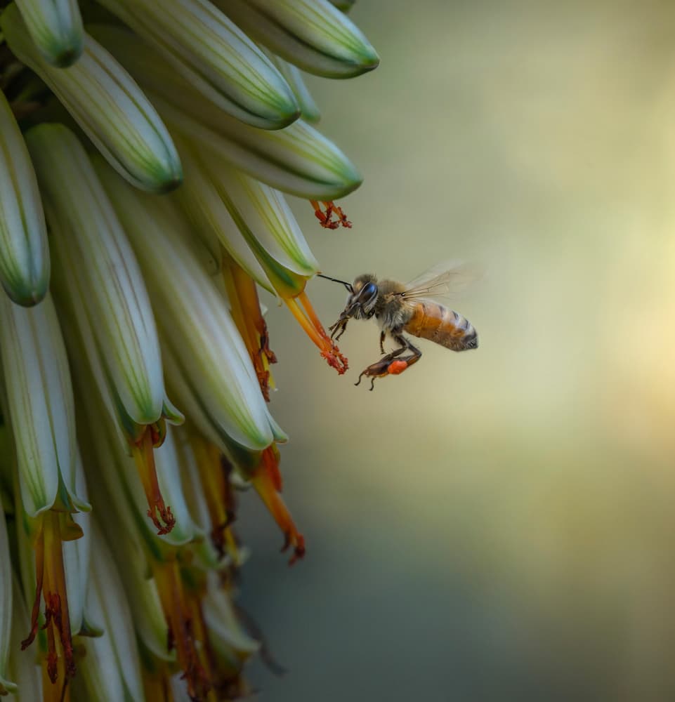Honey Bee Blossom by Emanuel Papamanolis — canvas wall art