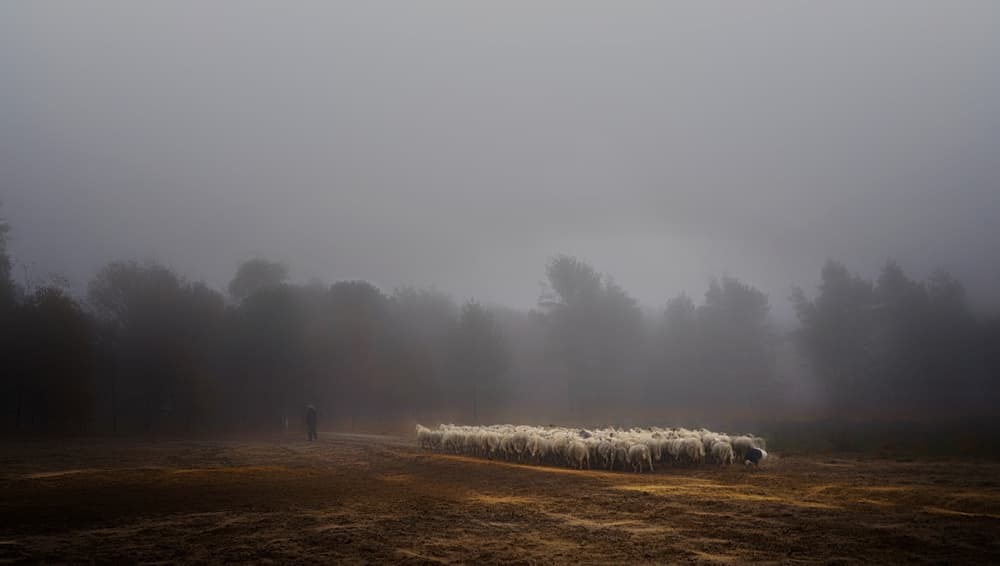 Sheep in Morning Mist by Saskia Dingemans — canvas wall art