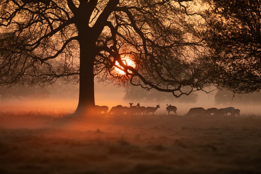 Golden Mist Deer Sunrise by Radojica Jevric fotorax — canvas wall art